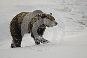 Grizzly Bear Felicia in Bridger Teton National Forest