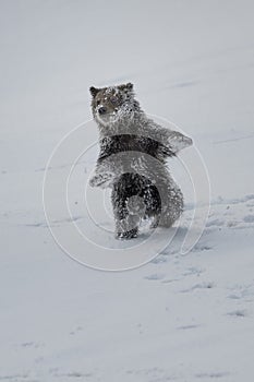 Grizzly Bear Felicia in Bridger Teton National Forest