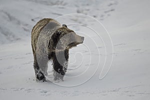 Grizzly Bear Felicia in Bridger Teton National Forest