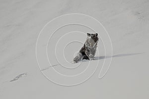 Grizzly Bear Felicia in Bridger Teton National Forest