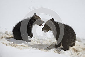 Grizzly Bear Felicia in Bridger Teton National Forest