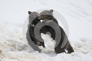 Grizzly Bear Felicia in Bridger Teton National Forest