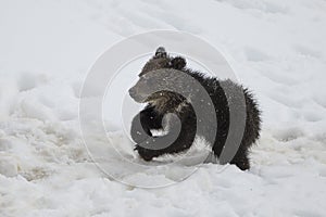 Grizzly Bear Felicia in Bridger Teton National Forest