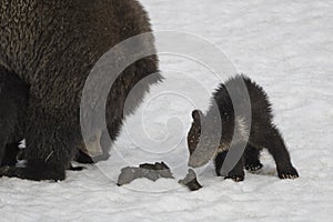 Grizzly Bear Felicia in Bridger Teton National Forest