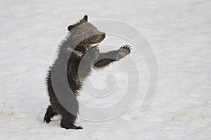 Grizzly Bear Felicia in Bridger Teton National Forest