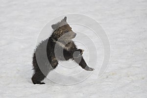 Grizzly Bear Felicia in Bridger Teton National Forest