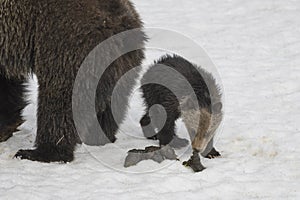 Grizzly Bear Felicia in Bridger Teton National Forest