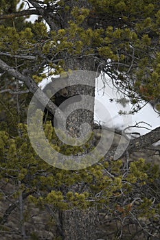 Grizzly Bear Felicia in Bridger Teton National Forest