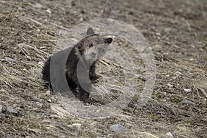 Grizzly Bear Felicia in Bridger Teton National Forest