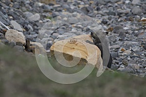 Grizzly Bear Felicia and her two cubs in Bridger Teton National Forest