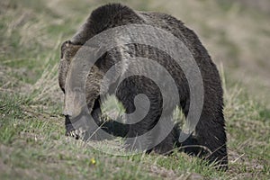 Grizzly Bear Felicia and her two cubs in Bridger Teton National Forest