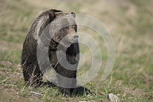 Grizzly Bear Felicia and her two cubs in Bridger Teton National Forest