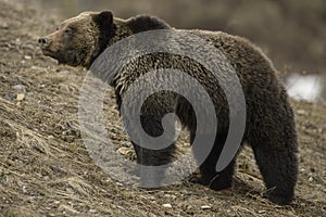 Grizzly Bear Felicia on Togwotee Pass, Bridger Teton National Forest