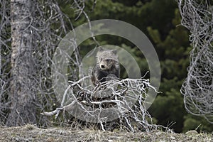 Grizzly Bear Felicia on Togwotee Pass, Bridger Teton National Forest