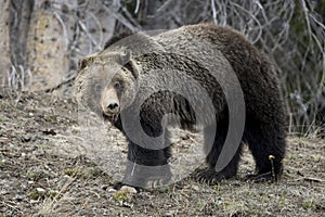 Grizzly Bear Felicia on Togwotee Pass, Bridger Teton National Forest