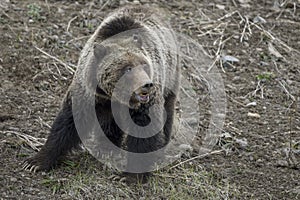 Grizzly Bear Felicia on Togwotee Pass, Bridger Teton National Forest