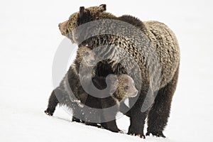 Grizzly Bear Felicia on Togwotee Pass, Bridger Teton National Forest