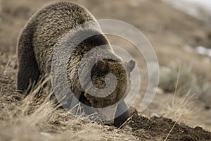 Grizzly Bear Felicia on Togwotee Pass, Bridger Teton National Forest