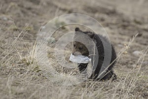 Grizzly Bear Felicia on Togwotee Pass, Bridger Teton National Forest