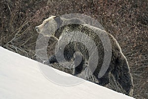 Grizzly Bear Felicia on Togwotee Pass, Bridger Teton National Forest