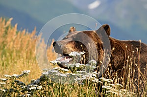 Grizzly bear in field flowers in Alaska