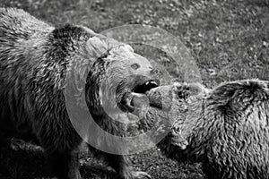 Grizzly bear fight