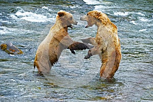 grizzly bear fight