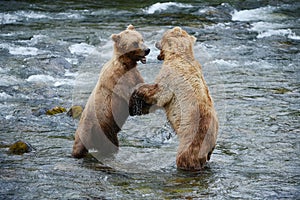 grizzly bear fight