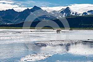 Grizzly bear fishes for salmon in the beautiful scenery of Katmai National Park in Alaska, surrounded by mountains and a river