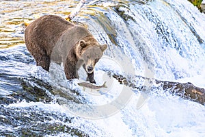 Grizzly bear fishing at Brooks Falls in Katmai, AK