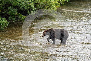 Grizzly Bear Fishing, Fish Creek, Alaska, USA