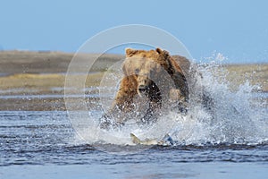 Grizzly Bear fishing for salmon