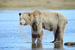 Grizzly Bear fishing for salmon