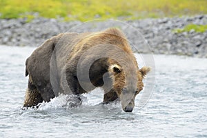 Grizzly Bear fishing for salmon