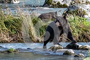 A grizzly bear fishing salmon