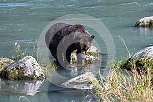 A grizzly bear fishing salmon