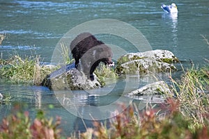 A grizzly bear fishing salmon