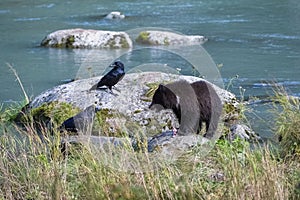 A grizzly bear fishing salmon