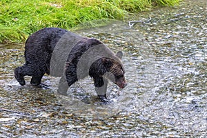 Grizzly Bear Fishing Salmon, Fish Creek, Alaska, USA