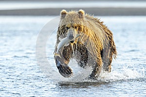 Grizzly Bear fishing for salmon photo