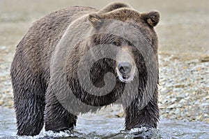 Grizzly bear fishing