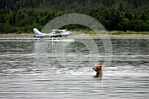 Grizzly bear and float planes