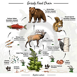 Grizzly bear food web