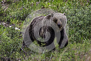 Grizzly Bear foraging in Banff National Park