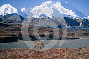 Grizzly bear in front of Mt McKinley