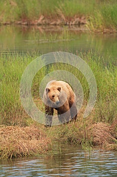 Grizzly Bear Gaze II