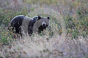 Grizzly Bear  Glacier NP Montana USA photo