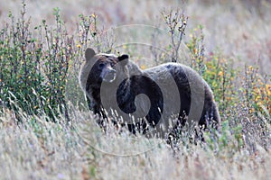 Grizzly Bear  Glacier NP Montana USA photo