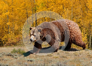 Grizzly bear with golden aspen trees in autumn fall mountains of Wyoming