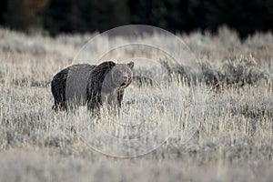 Grizzly bear in Grand Teton National Park